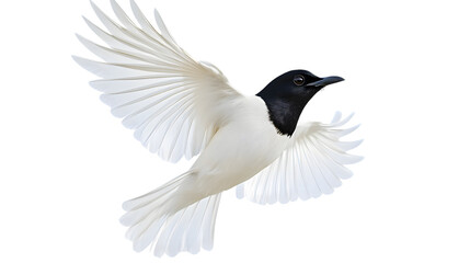Fototapeta premium Bare-throated Bellbird Bird, Flying, Transparent Background PNG, Wallpaper, Cover and Screen for Smartphone, PC, Laptop, Graphic, Transparent PNG