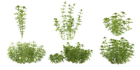 Naklejka premium Tropical aparine plants isolated used for architecture