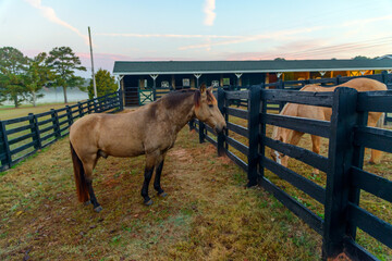 horse in paddock