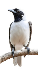 Bare-throated Bellbird Bird, Perched On A Branch, On Transparent Background PNG, Wallpaper, Cover And Smartphone Screen, PC, Laptop, Graphic, Transparent PNG