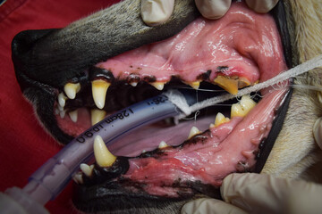 dog dental 