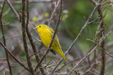 Fototapeta premium Yellow Warbler (Setophaga petechia)