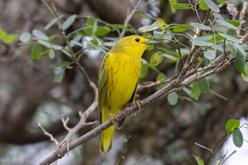 Yellow Warbler (Setophaga petechia)