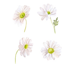 chamomile flowers set of watercolor illustrations on a white background basis for the design of cards textile tableware wedding invitations