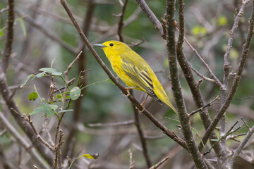 Yellow Warbler (Setophaga petechia)