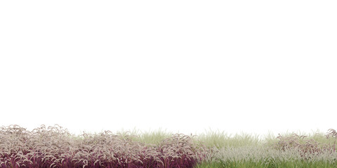 3D Rendering Grass and Plants PNG on Transparent Background	