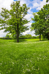 Green meadow with blooming white chamomile flowers