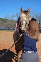 Obraz premium Horse getting a chiropractic adjustment done