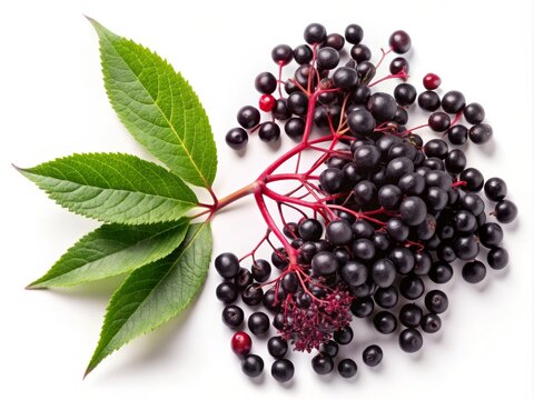 Minimalist Photograph of European Black Elderberry Fruit Isolated on White Background with Red Twig and Dwarf Elder Sambucus, Perfect for Nature and Food Photography Collections