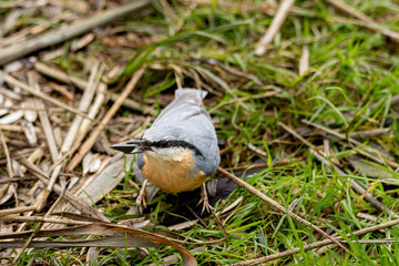  Kleiber (Sitta europaea) auf Nahrungssuche mit Sonnenblumensamen im Schnabel