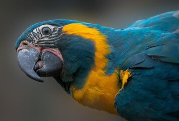 The Blue-Throated Macaw (Ara glaucogularis), also known as the Caninde Macaw or Wagler's Macaw.