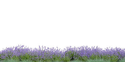 3D Rendering Grass and Plants PNG on Transparent Background