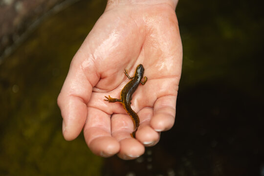 A salamander from a small pool in the Linville Gorge, North Carolina