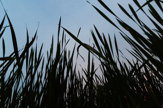 Pond grasses and cattails silhouetted against a blue evening sky