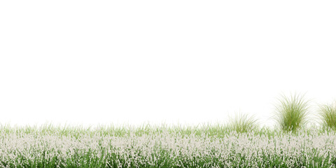 3D Rendering Grass and Plants PNG on Transparent Background