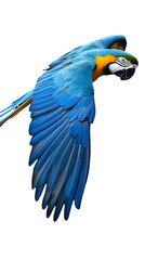 Obraz premium Blue-and-yellow Macaw Bird, Flying, on Transparent Background PNG, Wallpaper, Cover and Smartphone Screen, PC, Laptop, Graphic, Transparent PNG