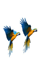 Obraz premium Blue-and-yellow Macaw Bird, Flying, on Transparent Background PNG, Wallpaper, Cover and Smartphone Screen, PC, Laptop, Graphic, Transparent PNG