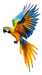 Blue-and-yellow Macaw Bird, Flying, on Transparent Background PNG, Wallpaper, Cover and Smartphone Screen, PC, Laptop, Graphic, Transparent PNG