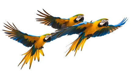 Fototapeta premium Blue-and-yellow Macaw Bird, Flying, on Transparent Background PNG, Wallpaper, Cover and Smartphone Screen, PC, Laptop, Graphic, Transparent PNG