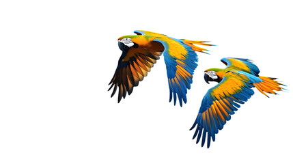 Obraz premium Blue-and-yellow Macaw Bird, Flying, on Transparent Background PNG, Wallpaper, Cover and Smartphone Screen, PC, Laptop, Graphic, Transparent PNG