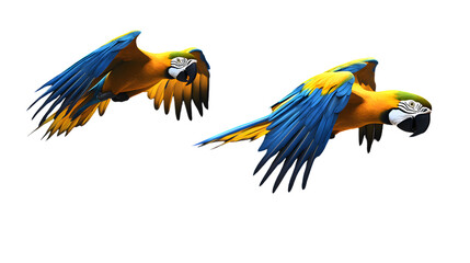 Fototapeta premium Blue-and-yellow Macaw Bird, Flying, on Transparent Background PNG, Wallpaper, Cover and Smartphone Screen, PC, Laptop, Graphic, Transparent PNG