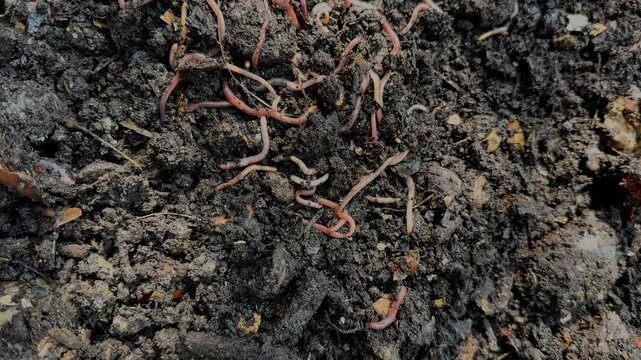 Earthworm in compost. Permaculture vermicomposting. Making good quality soil for gardening.