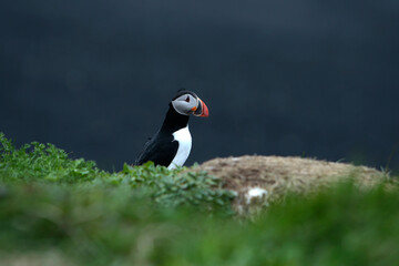 Landschaftsbild auf Island, Reynisfjara Beach, Black Beach, Puffins