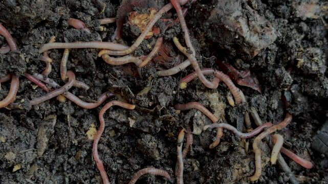 Earthworm in compost. Permaculture vermicomposting. Making good quality soil for gardening.