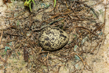 The egg of a blacksmith lapwing (Vanellus armatus), also known as a blacksmith plover, in its nest...