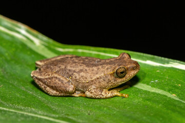 Angolan Reed Frog (Hyperolius parallelus)