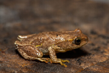 Angolan Reed Frog (Hyperolius parallelus)