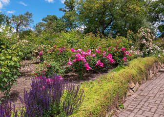 Exhibition areas are used to preserve and carefully care for historical and endangered rose varieties