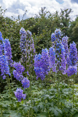 Obraz premium Delphinium elatum 'Magic Flute'. The centre of each flower is light or dark coloured