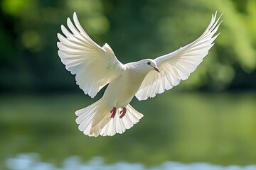 Obraz premium White dove in flight over calm green background 