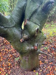 unusual tree trunk