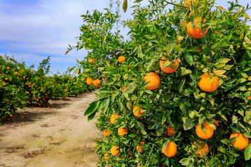 Close up shot of delicious orange mature on tree
