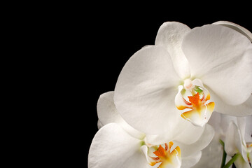 photo of beautiful flowers on black background