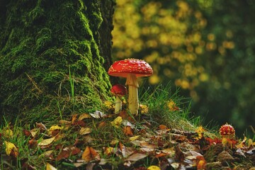A bunch of Fly Agaric fungi growing next to a mossy birch trees in a park in Kassel, Germany.