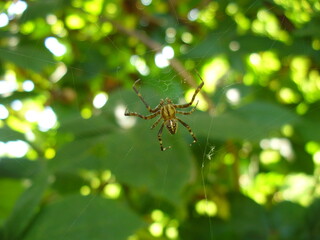 European garden spider on web of spider on background of greenery on sunny summer weather - close-up shot. Topics: insect, flora, fauna, weather, summer, season, natural environment, Arachnophobia