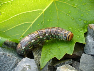 Multi colored caterpillar on green leaf with water drops and grey stones - close-up shot. Topics: insect, flora, fauna, weather, summer, season, natural environment