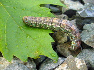 Multi colored caterpillar on green leaf with water drops and grey stones - close-up shot. Topics: insect, flora, fauna, weather, summer, season, natural environment