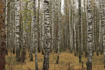 Fototapeta premium Birch trunks in the autumn forest.