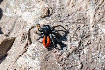 Male jumping spider, philaeus chrysops, on rocks. Brac, Croatia
