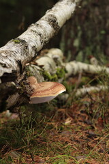 Mushroom on the trunk of a fallen birch tree
