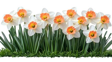 Charming Cluster of White and Orange Flowers in Bloom.
