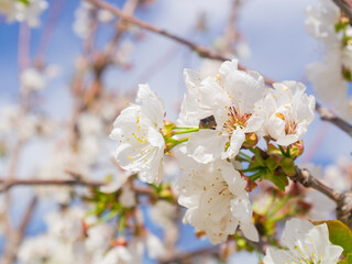 Obraz premium Sunny view of beautiful Peach flower blossom