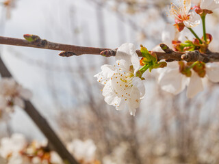 Sunny view of beautiful Peach flower blossom