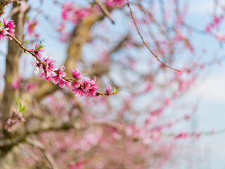 Sunny view of beautiful Peach flower blossom