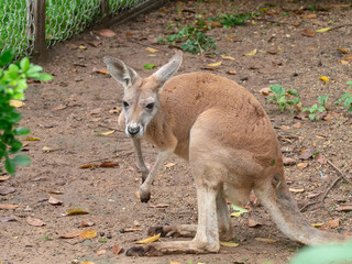 Small kangaroo