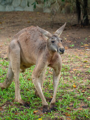 Small kangaroo